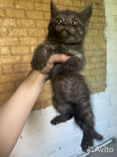 Котята в добрые руки бесплатно