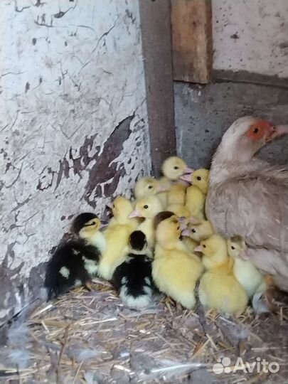 Утята шипуны