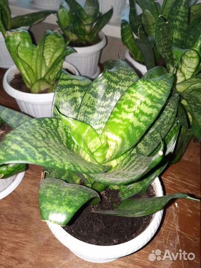 Сансевиерия