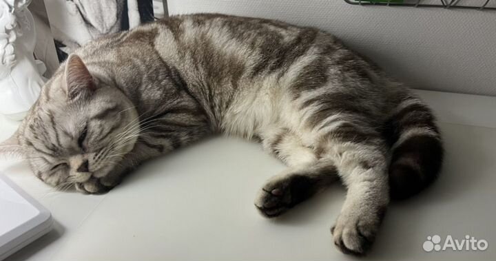 Шотландский кот