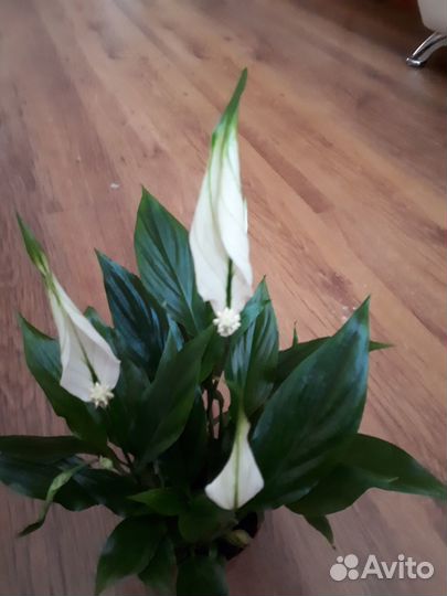 Спатифиллум