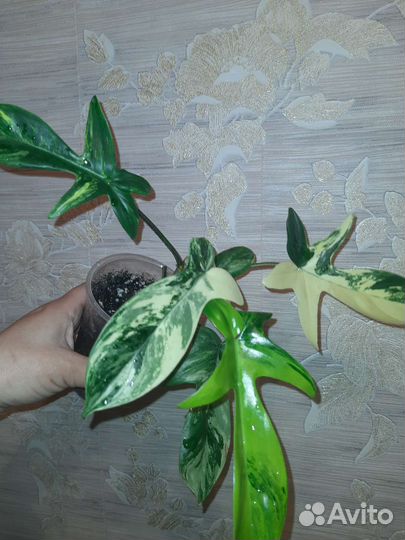 Филодендроны Аглаонемы