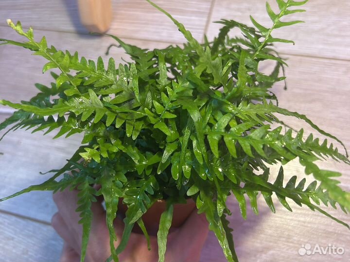 Асплениум Драгонс