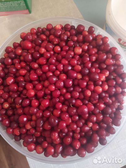 Продам бруснику