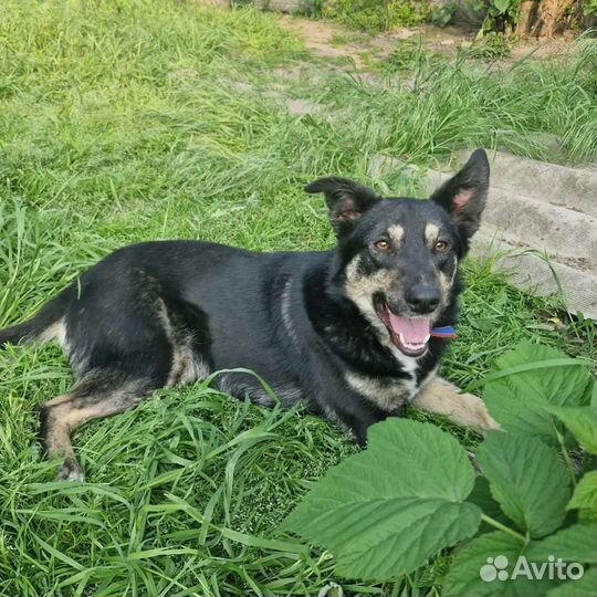 Ищет дом Азия