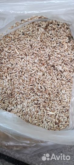 Канареечное семя