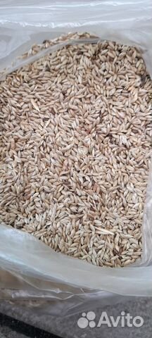 Канареечное семя