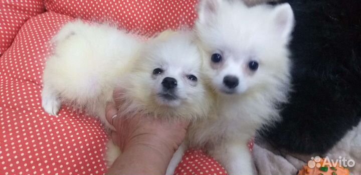 Щенки шпица