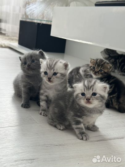 Шотландские котята