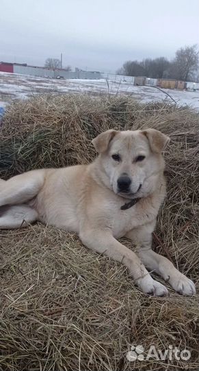 Собака в добрые руки