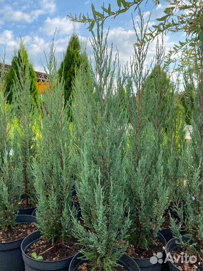 Туя, можжевельник