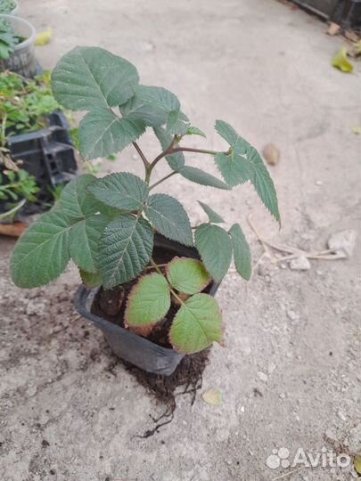 Комнатный гранат Карфаген (семена)