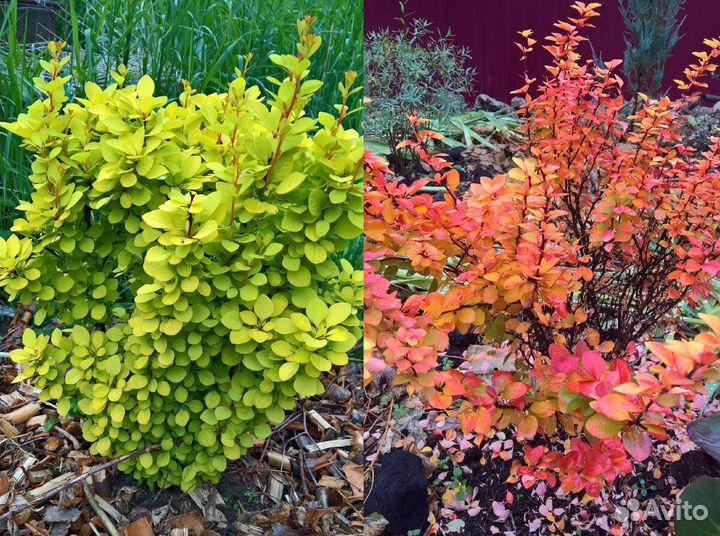 Растения для сада и дома