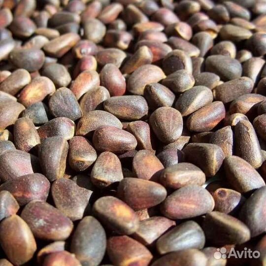 Кедровый орех