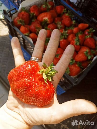 Рассада клубники кассетная