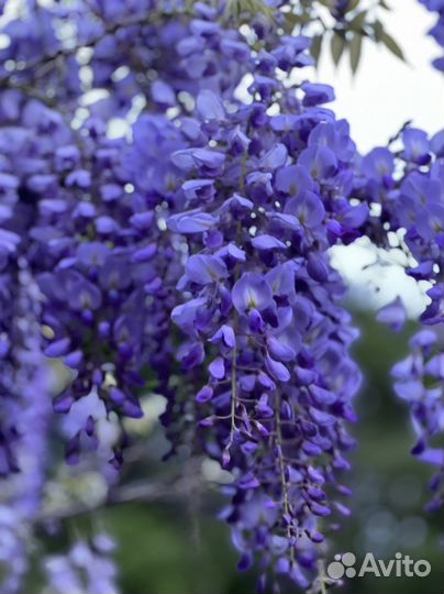 Глициния саженцы