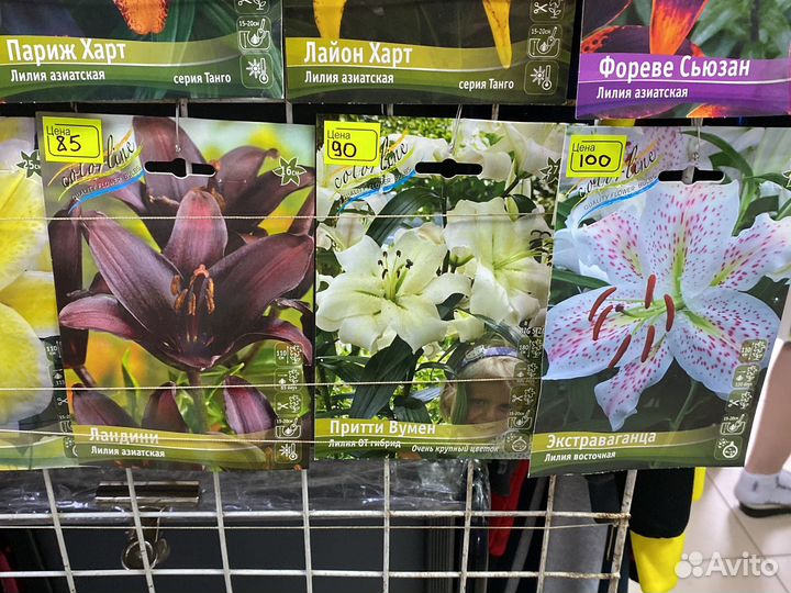 Лилии луковицы