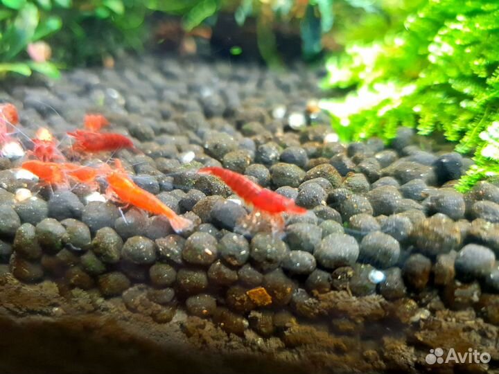 Креветки красные