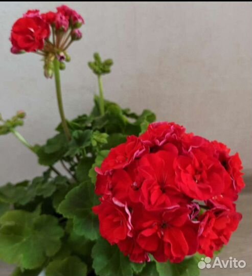 Пеларгония герань сортовая