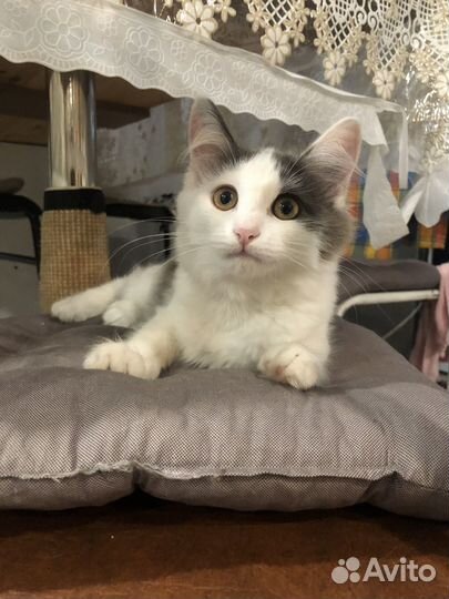 Аляска ищет дом