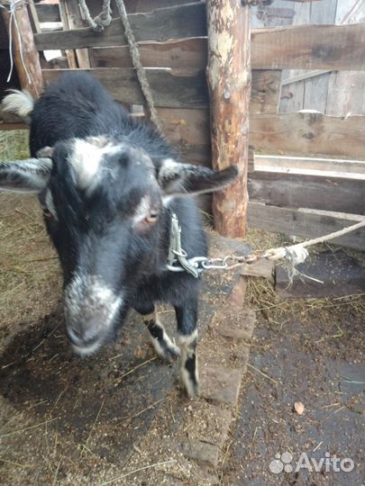 Козел на племя