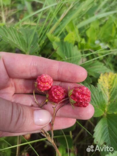 Саженцы виктории и садовой земляники