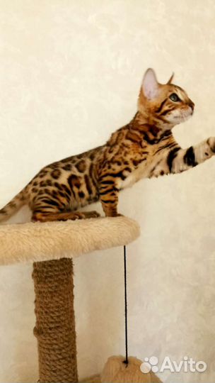 Бенгальский мальчик