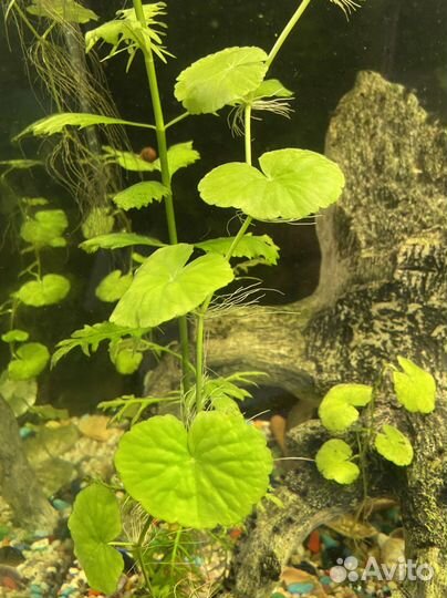 Водоросли для аквариума