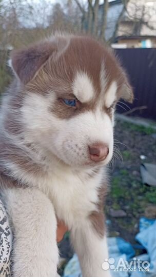 Щенки хаски