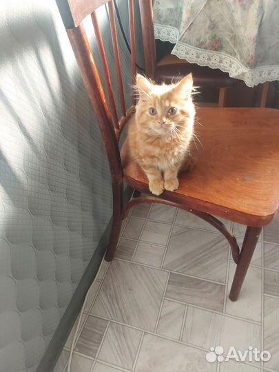 Отдам в добрые руки, кошечку