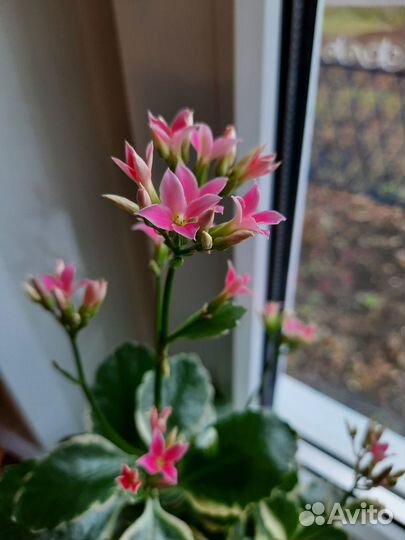 Каланхоэ вариегатный