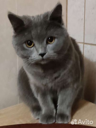 Британский кот для вязки