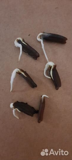 Семена лангенарии змеевидной