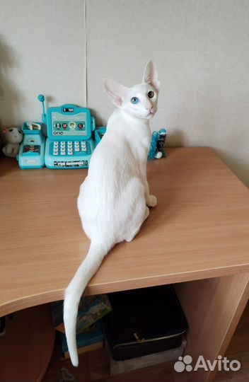 Ориентальные котята