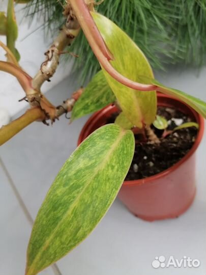 Филодендроны