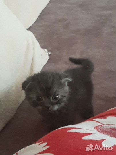 Котята шотландские вислоухие
