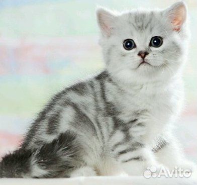 Снежные котята