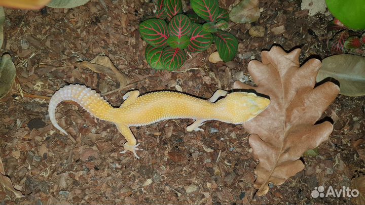 Скорпион, эублефары, птицеед синий