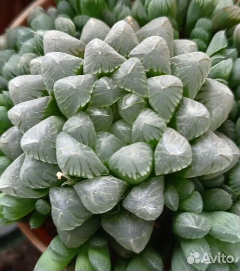 Суккуленты