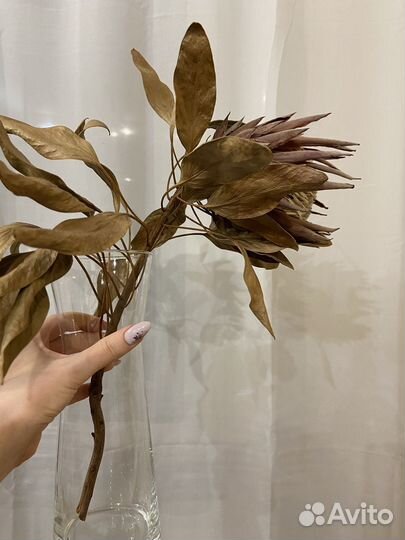 Протея сухоцвет