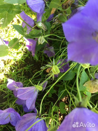 Карпатский колокольчик