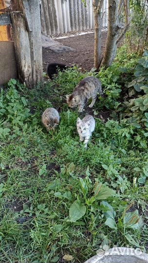 Котята в добрые руки бесплатно