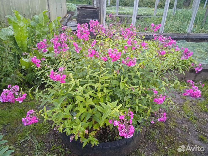 Садовые многолетники