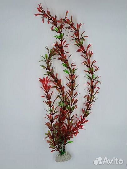 Водоросли для аквариума