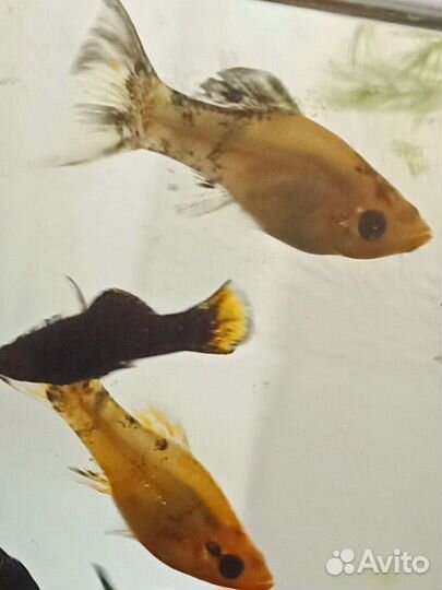 Моллинезии,меченосцы,дермогенис, растения