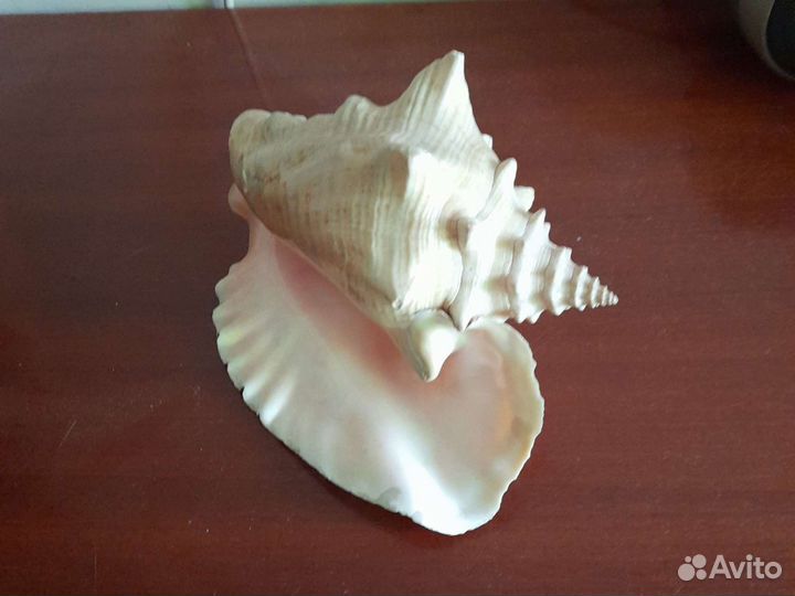 Раковина морская с берегов Кубы