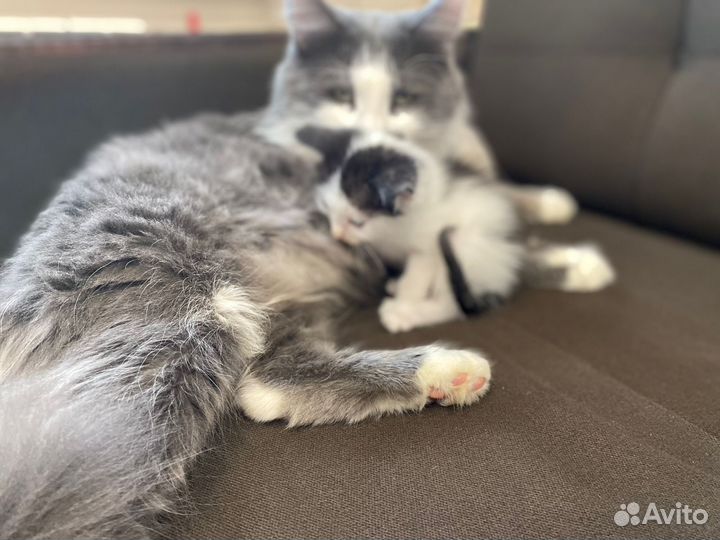 Кошка в дар бесплатно