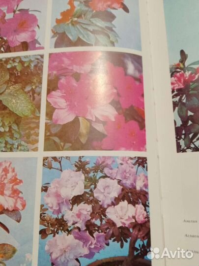 Книга цветы