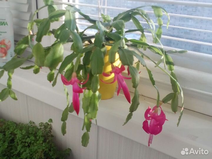 Фикус, алоэ, аихризон др