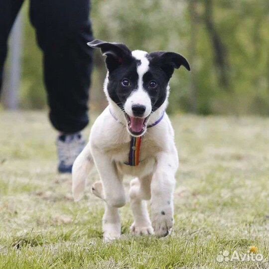 Щенок в добрые руки